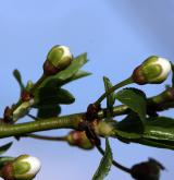 švestka obecná <i>(Prunus domestica)</i> / Větve a pupeny