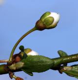 švestka obecná <i>(Prunus domestica)</i> / Květ/Květenství