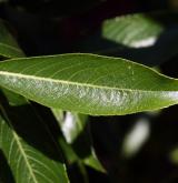 vrba  <i>(Salix gracilistyla)</i> / List