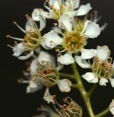 střemcha pozdní <i>(Prunus serotina)</i> / Květ/Květenství