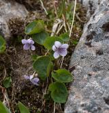 violka bahenní <i>(Viola palustris)</i> / Habitus