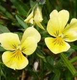 violka žlutá <i>(Viola lutea)</i>