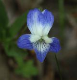 violka vyvýšená <i>(Viola elatior)</i> / Květ/Květenství