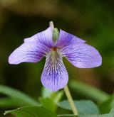 violka  <i>(Viola septemloba)</i>