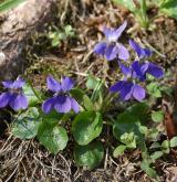 violka vonná <i>(Viola odorata)</i> / Habitus