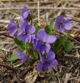 violka srstnatá <i>(Viola hirta)</i>
