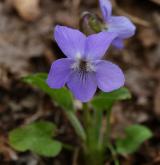 violka srstnatá <i>(Viola hirta)</i> / Květ/Květenství