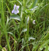 violka nízká <i>(Viola pumila)</i> / Habitus