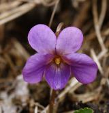 violka obojetná <i>(Viola ambigua)</i> / Květ/Květenství