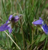 violka písečná <i>(Viola rupestris)</i>