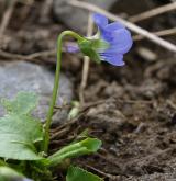 violka křovištní <i>(Viola suavis)</i>