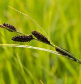 ostřice Bigelowova <i>(Carex bigelowii)</i> / Habitus