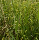 ostřice měchýřkatá <i>(Carex vesicaria)</i> / Habitus