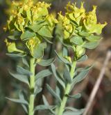 pryšec sivý <i>(Euphorbia seguieriana)</i>