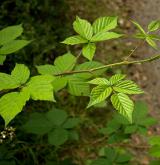 ostružiník řasnatý <i>(Rubus plicatus)</i> / Habitus