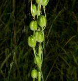 snědek pyrenejský <i>(Ornithogalum pyrenaicum)</i> / Plod