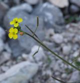 křez tenkolistý <i>(Diplotaxis tenuifolia)</i> / Květ/Květenství