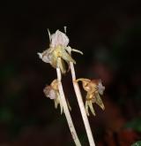 sklenobýl bezlistý <i>(Epipogium aphyllum)</i> / Květ/Květenství