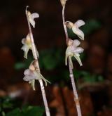 sklenobýl bezlistý <i>(Epipogium aphyllum)</i> / Habitus