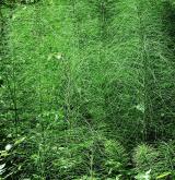 přeslička největší <i>(Equisetum telmateia)</i> / Habitus