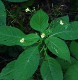 netýkavka malokvětá <i>(Impatiens parviflora)</i>