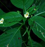 netýkavka malokvětá <i>(Impatiens parviflora)</i>