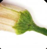 šeřík karpatský <i>(Syringa josikae)</i> / Květ/Květenství