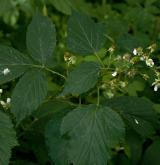 ostružiník sivofialový <i>(Rubus wimmerianus)</i> / Květ/Květenství