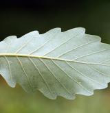 dub alžírský <i>(Quercus canariensis)</i> / List