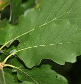dub alžírský <i>(Quercus canariensis)</i> / List