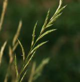 válečka skalní <i>(Brachypodium rupestre)</i>