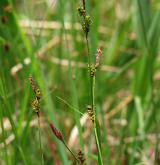 ostřice Hostova <i>(Carex hostiana)</i> / Habitus