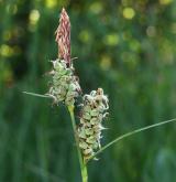 ostřice plstnatá <i>(Carex tomentosa)</i> / Květ/Květenství