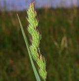 srha laločnatá <i>(Dactylis glomerata)</i> / Květ/Květenství