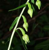 kruštík přehlížený <i>(Epipactis neglecta)</i> / Květ/Květenství