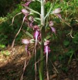 jazýček východní  <i>(Himantoglossum caprinum)</i> / Květ/Květenství