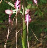 jazýček východní  <i>(Himantoglossum caprinum)</i> / Květ/Květenství