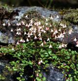 zimozel severní <i>(Linnaea borealis)</i>