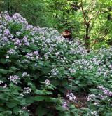 měsíčnice vytrvalá <i>(Lunaria rediviva)</i>