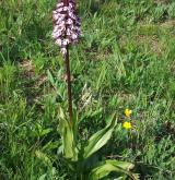 vstavač nachový  <i>(Orchis purpurea)</i> / Habitus