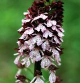 vstavač nachový  <i>(Orchis purpurea)</i> / Květ/Květenství