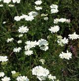 paprska velkokvětá <i>(Orlaya grandiflora)</i> / Habitus