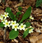 prvosenka bezlodyžná <i>(Primula vulgaris)</i>