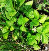 ostružiník skalní <i>(Rubus saxatilis)</i> / Habitus