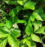 ostružiník skalní <i>(Rubus saxatilis)</i> / Habitus