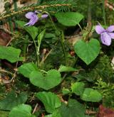 violka lesní <i>(Viola reichenbachiana)</i> / Habitus