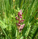vstavač štěničný <i>(Orchis coriophora)</i> / Květ/Květenství
