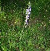 zvonek boloňský <i>(Campanula bononiensis)</i> / Habitus