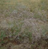 šater latnatý <i>(Gypsophila paniculata)</i> / Habitus