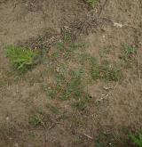 kotvičník zemní <i>(Tribulus terrestris)</i>